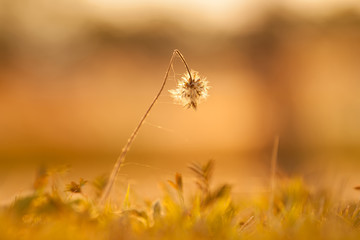 sunlight grass flower