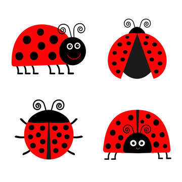 Ladybug Ladybird icon set. Baby background. Funny insect. Flat design Isolated