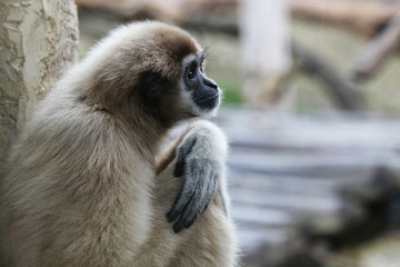 Naklejka premium Vervet Monkey