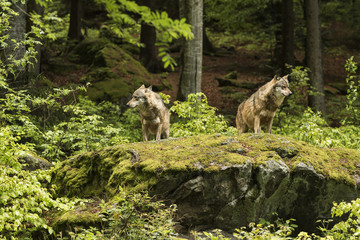 Naklejka premium European wolf, Europaeischer Wolf, Canis lupus, wolf, CZECH REPUBLIC
