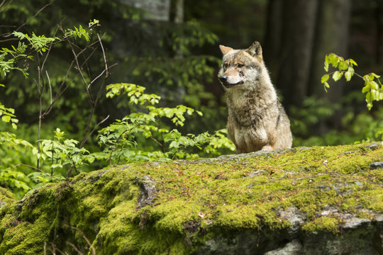 European wolf, Europaeischer Wolf, Canis lupus, wolf, CZECH REPUBLIC