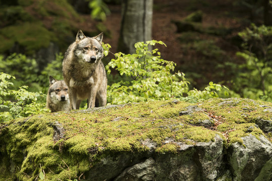 Fototapeta European wolf, Europaeischer Wolf, Canis lupus, wolf, CZECH REPUBLIC