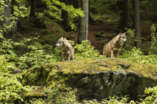 Fototapeta European wolf, Europaeischer Wolf, Canis lupus, wolf, CZECH REPUBLIC