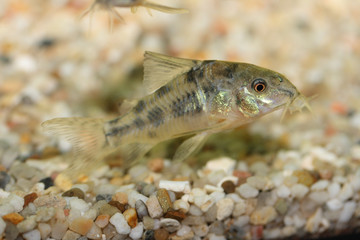 Obraz na płótnie Canvas Marbled catfish (Corydoras paleatus)