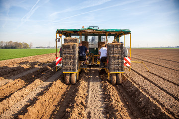 Field worker on asparagus field