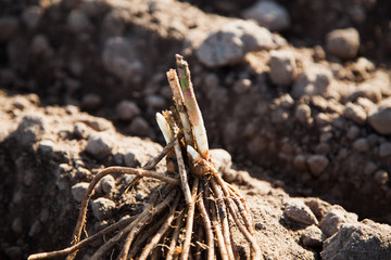 Fresh young asparagus root on field
