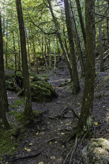 Fototapeta na wymiar Forest trail on Bruce Peninsula in Ontario