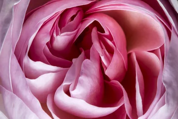 Crédence de cuisine en verre imprimé Roses pink rose in the detail