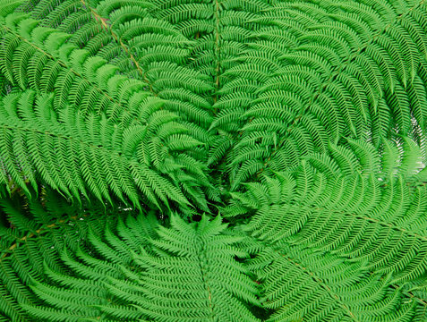 Texture of fern leaves