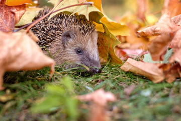 igel im laub