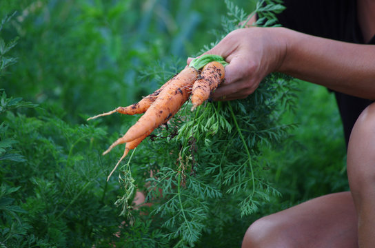 potager - r&eacute;colte de carottes