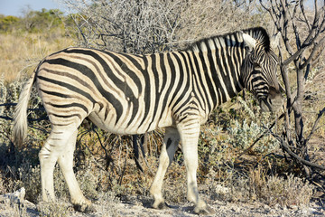 Zebra - Etosha, Namibia