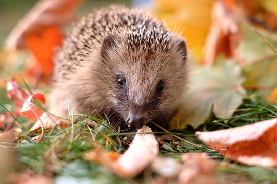 igel im laub