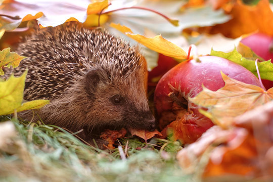 igel im laub