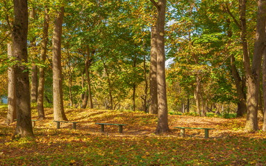 Fototapeta premium Autumn park with benches filled with yellow leaves