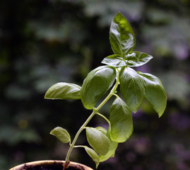 Green basil in a pot