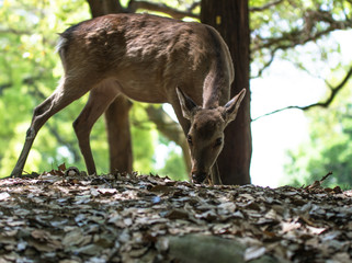 奈良公園の鹿