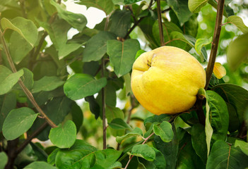 Yellow quince on the tree