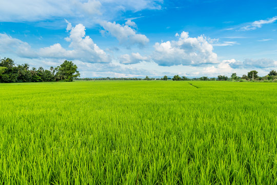 paddy rice and rice field with blue sky