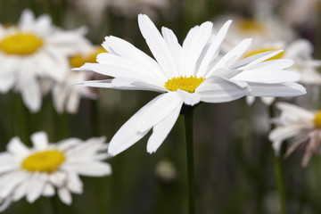 Daisies meadow