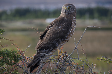 The bird of prey. Patagonia.