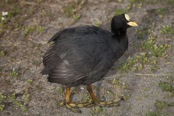 South America, Argentina, El Calafate, Laguna Nimez, bird