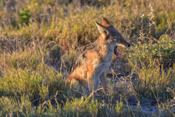 Jackal - Etosha, Namibia