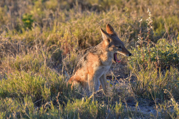 Jackal - Etosha, Namibia