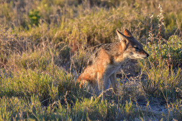 Jackal - Etosha, Namibia