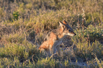 Jackal - Etosha, Namibia