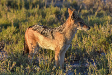 Jackal - Etosha, Namibia