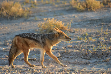 Jackal - Etosha, Namibia