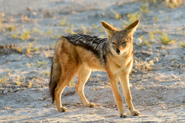 Jackal - Etosha, Namibia
