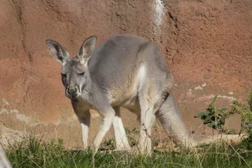 Crédence de cuisine en verre imprimé Kangourou male red kangaroo, Megaleia rufa