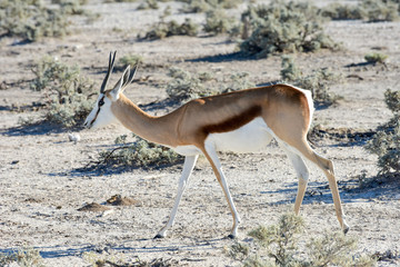 Springbok in Etosha National Park