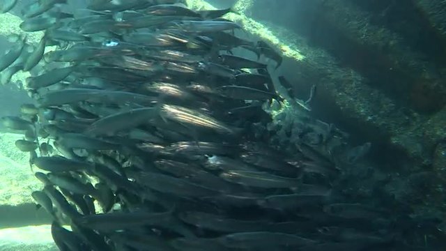 Shoal of sardines swirling around over a sunlit reef. 