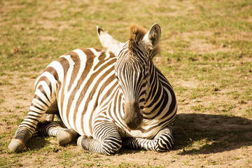 Fototapeta na wymiar lying plains zebra, Equus quagga