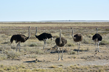 Naklejka premium Ostrich - Etosha, Namibia
