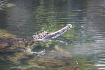 Obraz premium False gharial, Tomistoma schlegelii, water