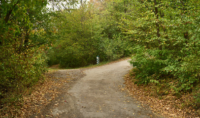 Fototapeta premium crossroads in the forest