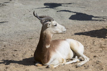 Dama Gazelle, Gazella dama dama