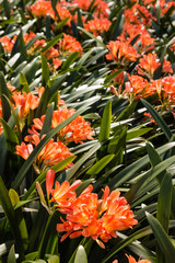 clivia miniata flowers in bloom