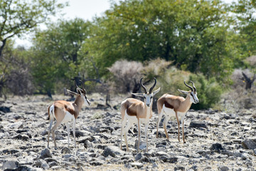 Springbok in Etosha National Park