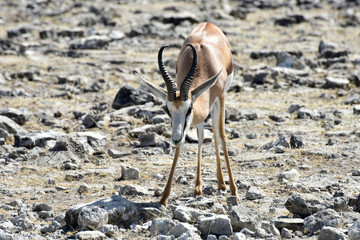 Springbok in Etosha National Park