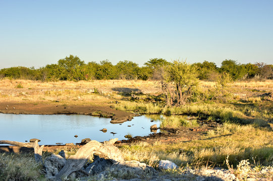 Watering Hole - Etosha, Namibia