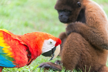 Macaw and Monkey