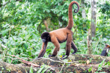 Naklejka premium Woolly Monkey Walking