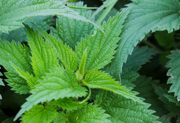 urticaceae, brennnessel