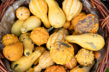 Kürbisse auf einem Herbstmarkt