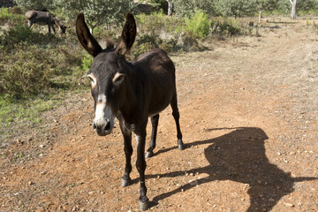 Fototapeta premium Esel in Spanien